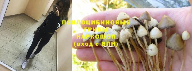 Галлюциногенные грибы Psilocybine cubensis  Волчанск 